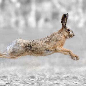 Hare hunting