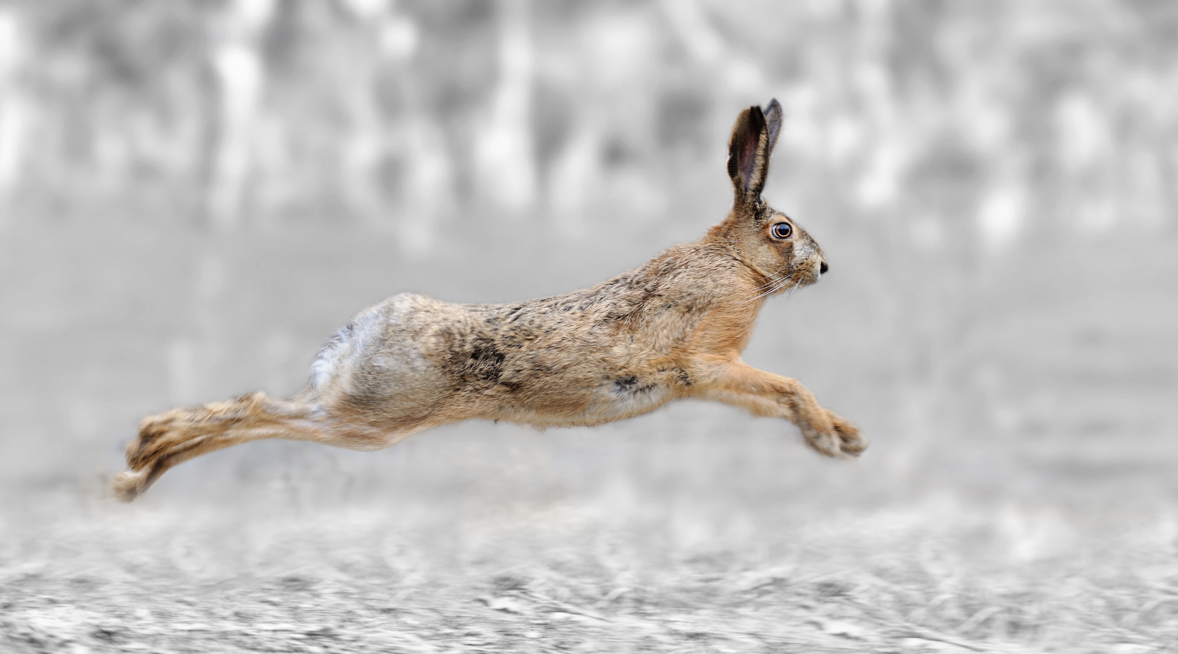 Hare hunting