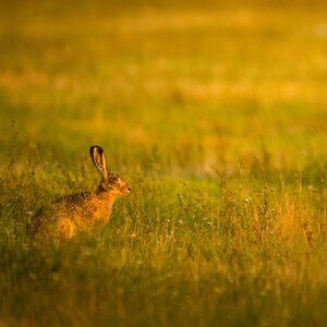 Hare hunting