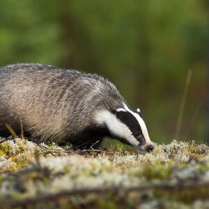 Badger hunting