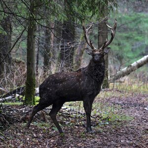 Sika deer in rut