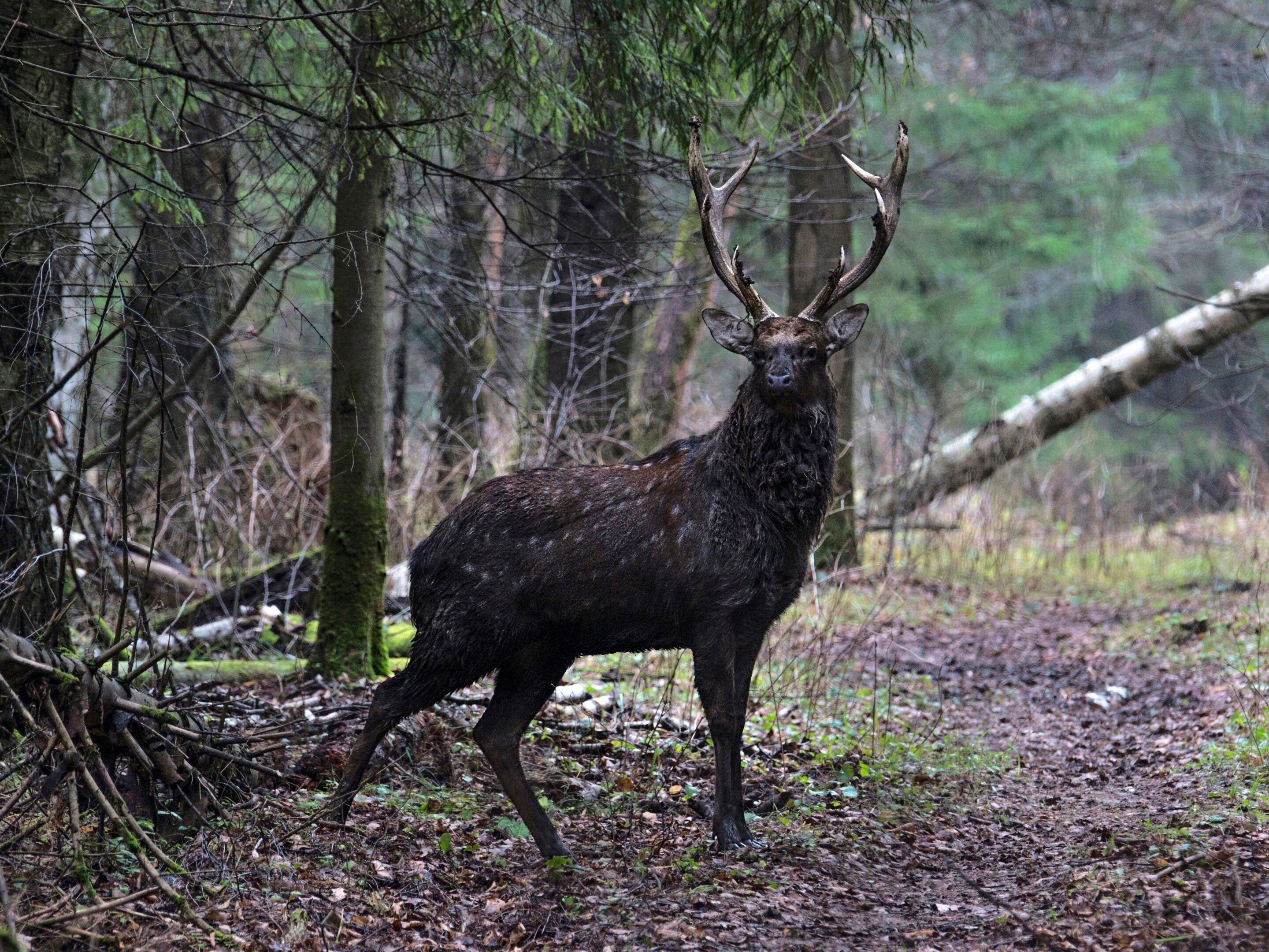 Sika deer in rut