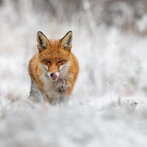 Fox in winter