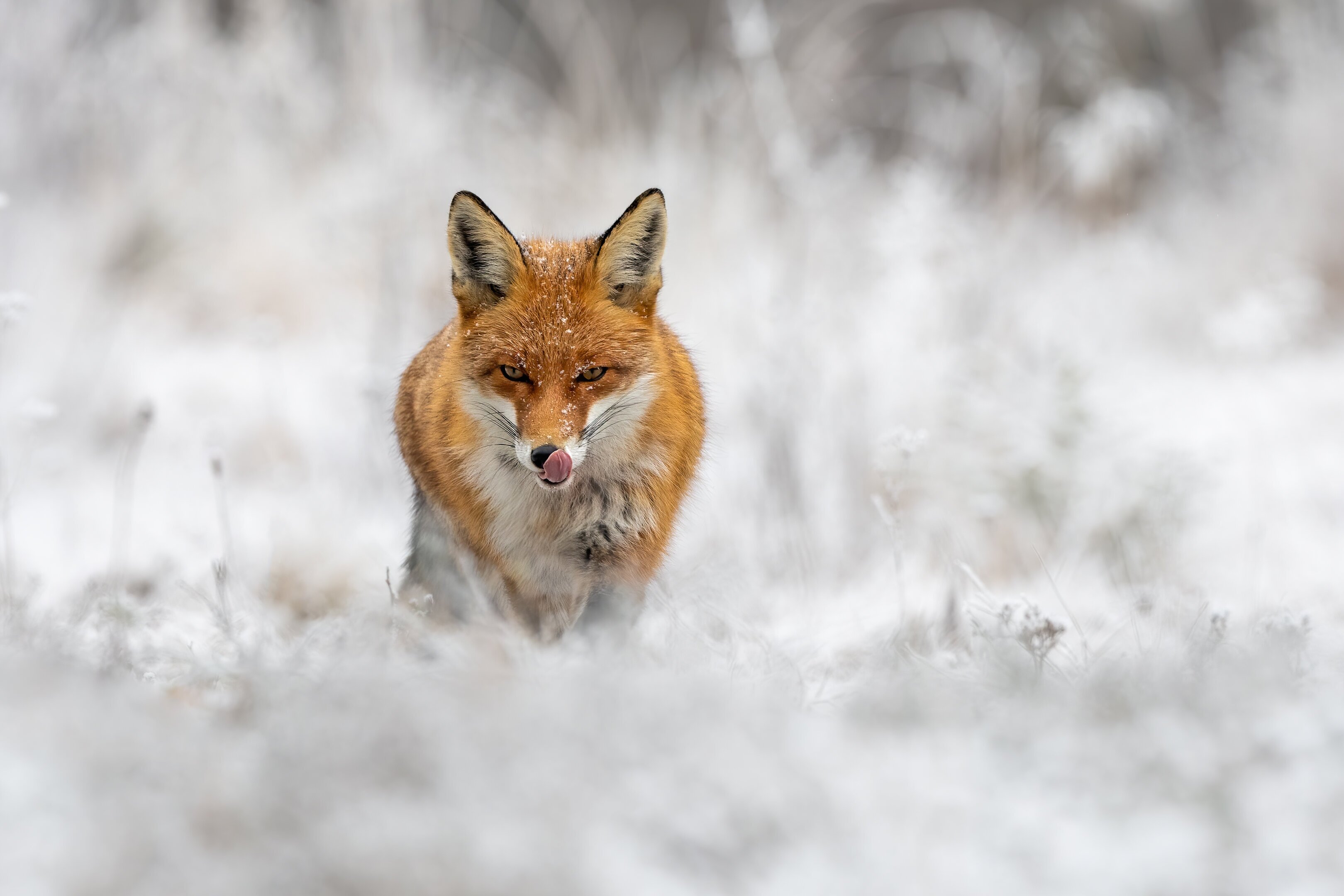 Füchse im Winter