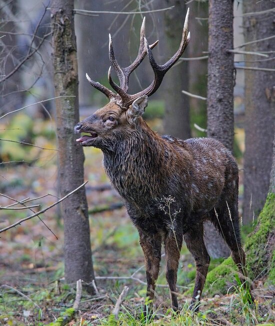 Sikahirsch in Brunft