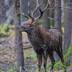 Sika deer in rut