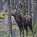 Sika deer in rut