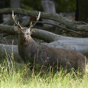 Sika deer in rut