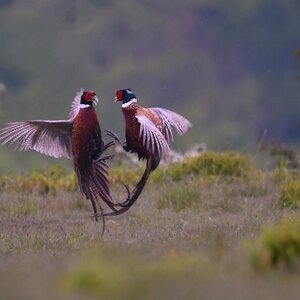 Pheasant hunting