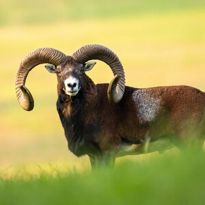 Mouflon in rut