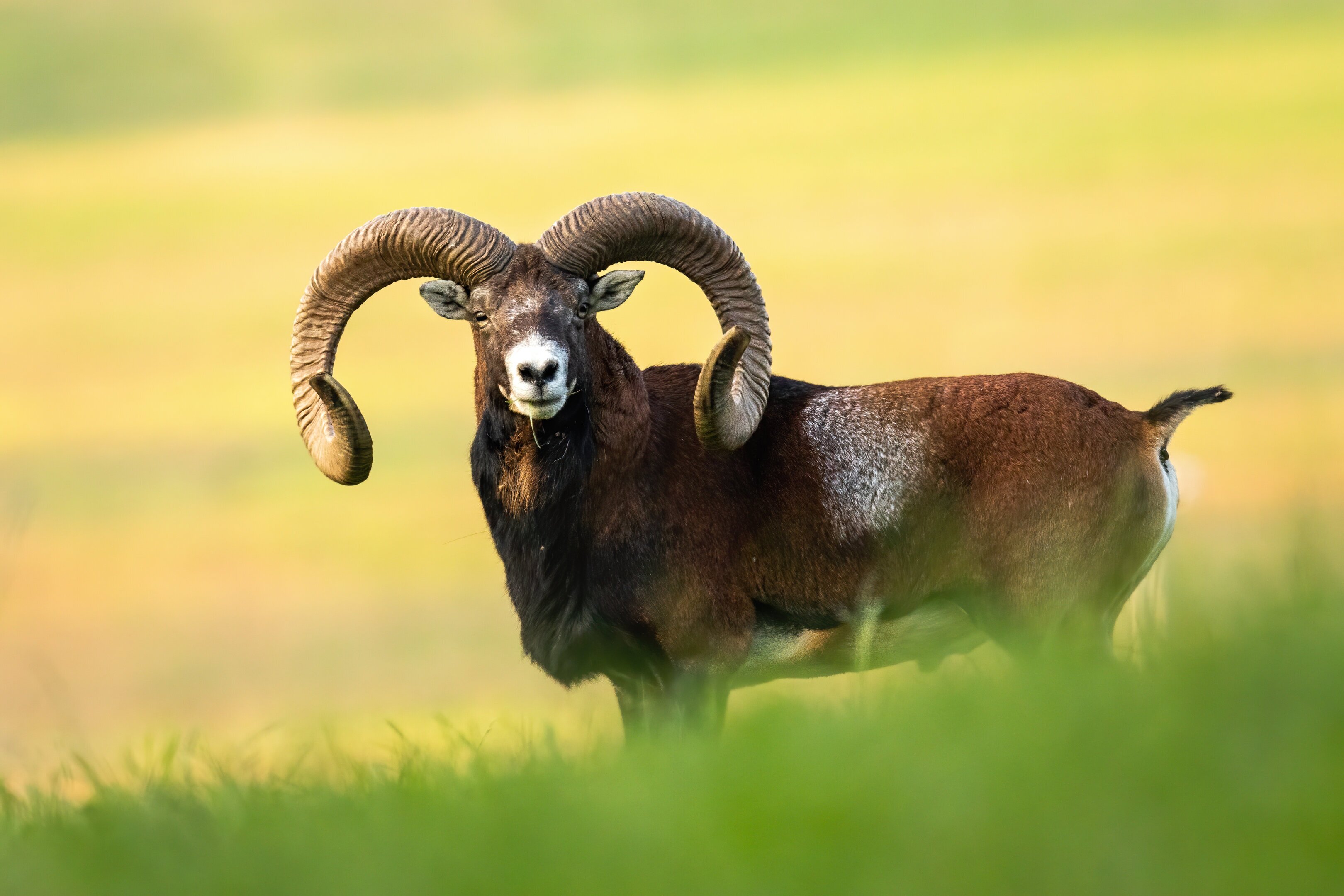 Mouflon in rut