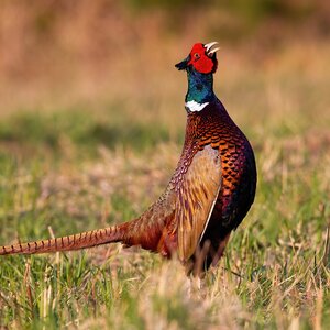 Pheasant hunting