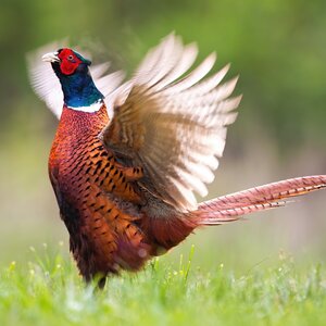 Pheasant hunting