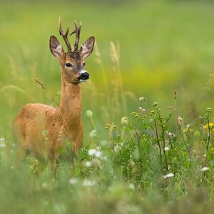 Rehbock im Frühling