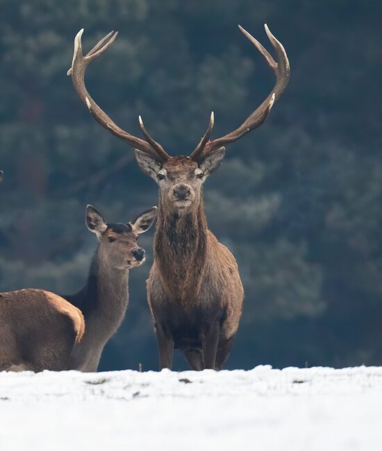 Red deer in winter