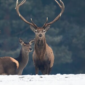 Red deer in winter