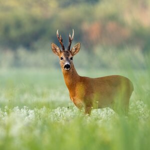 Roe deer in spring