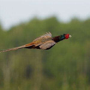 Pheasant hunting