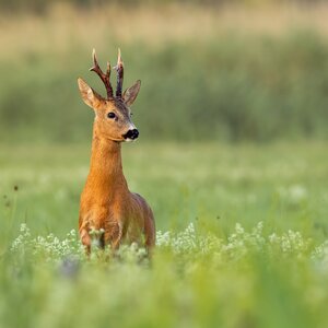 Rehbock im Frühling