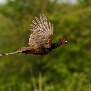 Pheasant hunting