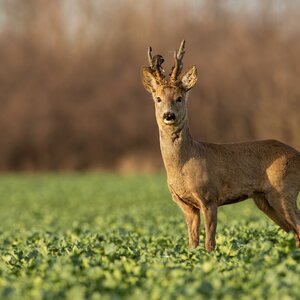 Rehbock im Frühling