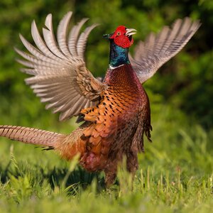 Pheasant hunting