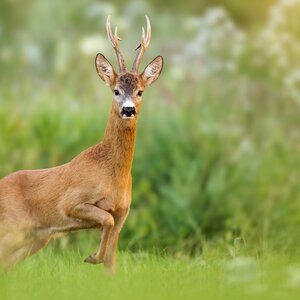 Roe deer in spring