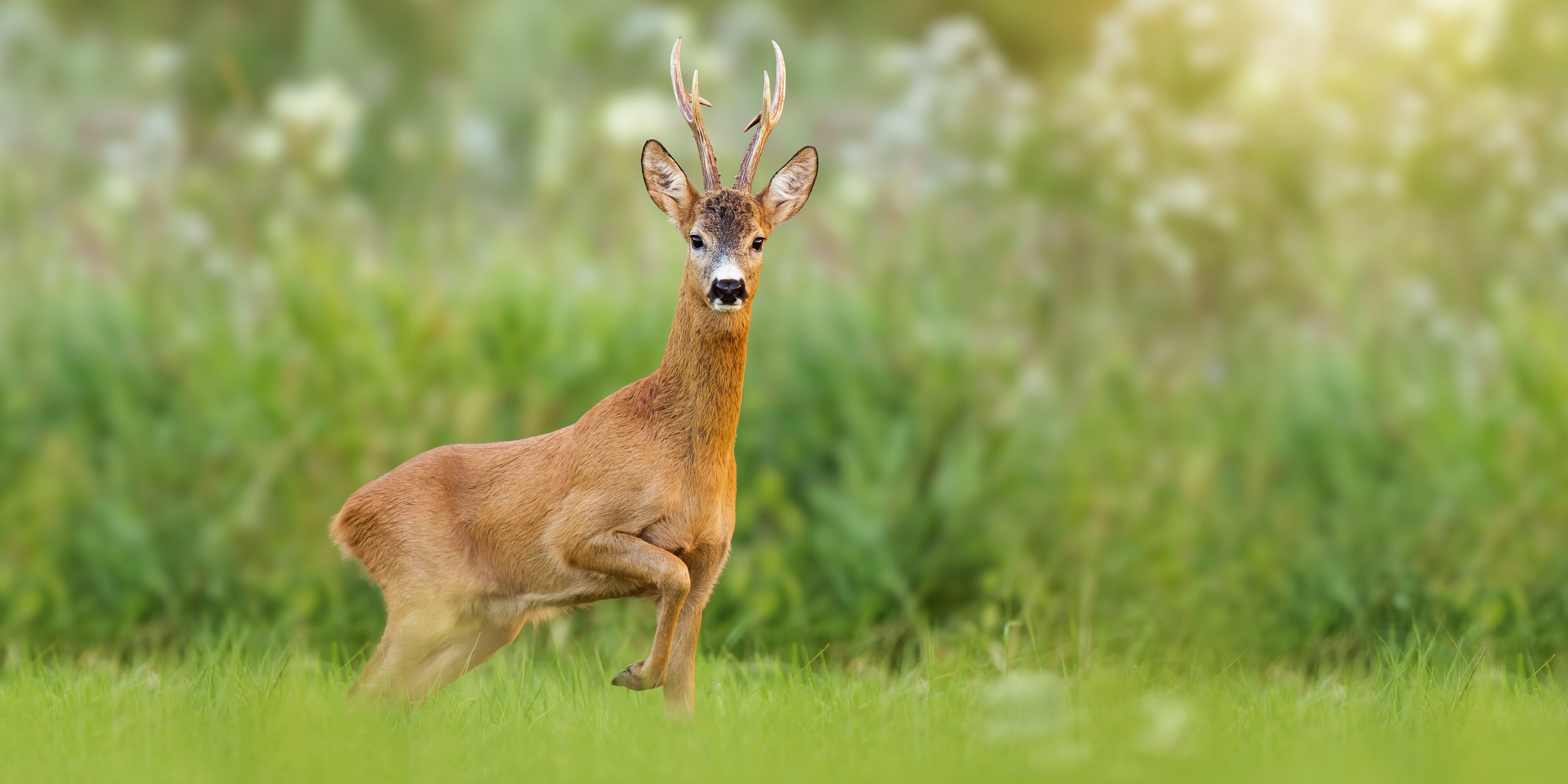 Roe deer in spring