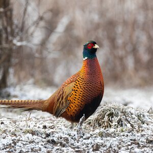 Pheasant hunting