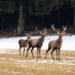 Red deer in winter