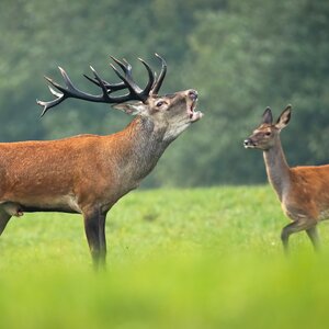 Red deer in rut