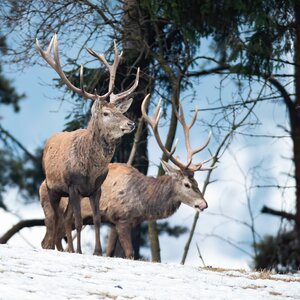 Red deer in winter