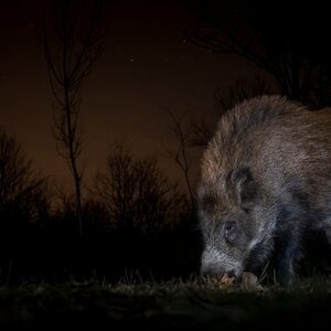 Schwarzwild in Nacht