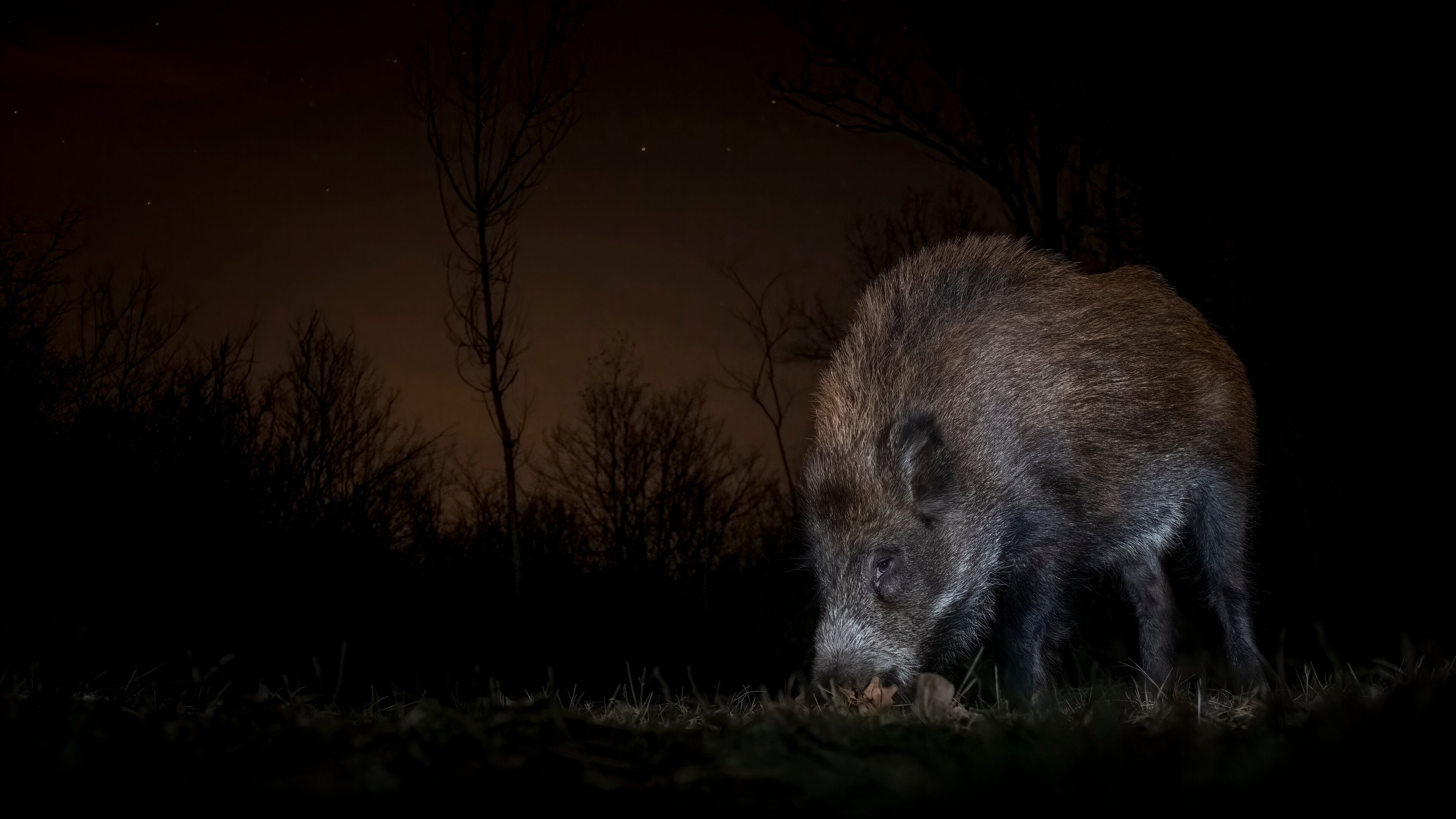 Schwarzwild in Nacht