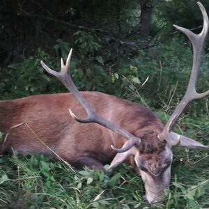 Red deer in rut