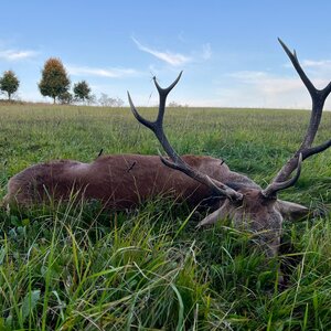 Red deer in rut