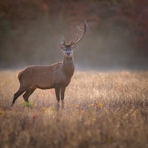 Red deer in rut