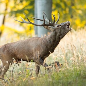 Red deer in rut