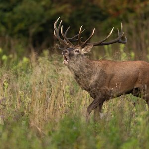 Red deer in rut