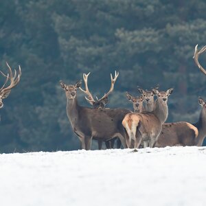 Red deer in winter