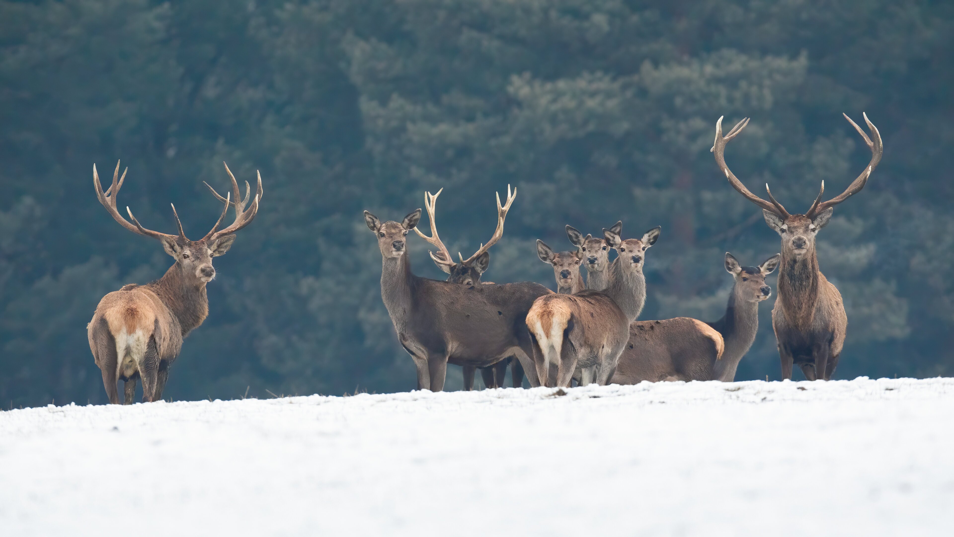 Red deer in winter