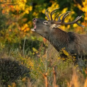 Red deer in rut