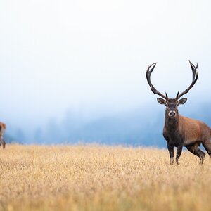 Red deer in rut