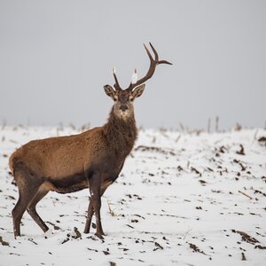 Red deer in winter