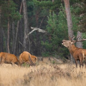 Red deer in rut