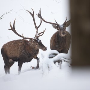 Red deer in winter