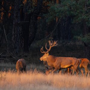 Red deer in rut