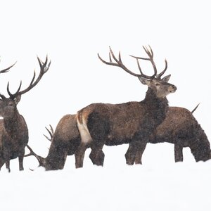 Red deer in winter