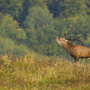 Red deer in rut