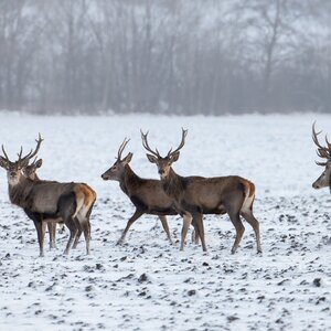 Red deer in winter